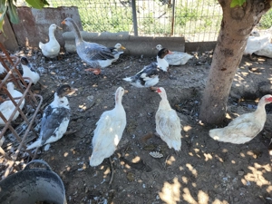 Rate si gaste  - imagine 4 Rate si gaste  - imagine 4