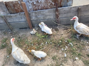 Rate si gaste  - imagine 3 Rate si gaste  - imagine 3