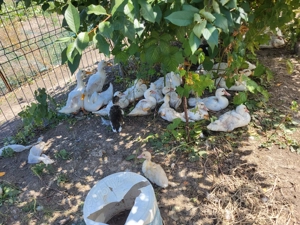 Rate si gaste  - imagine 5 Rate si gaste  - imagine 5