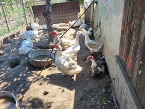 Rate si gaste  - imagine 6 Rate si gaste  - imagine 6