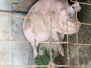 Vând porci de rasa ieftin - imagine 2