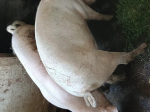 Vând porci de rasa ieftin - imagine 3