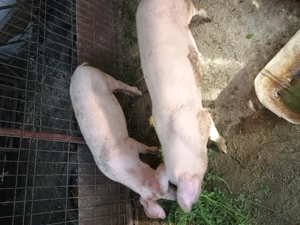 Vând porci de rasa ieftin - imagine 4