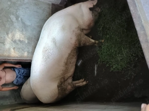 Vând porci de rasa ieftin - imagine 5