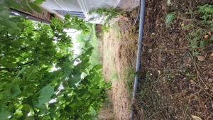 Casă +teren intravilan  - imagine 5