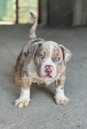 American Bully pocket