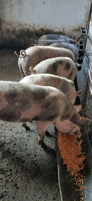 Mancatori de porumb - imagine 4