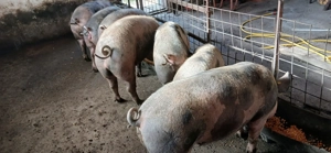 Mancatori de porumb - imagine 2