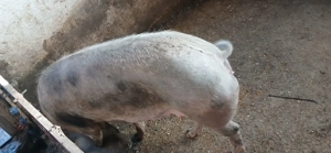 Mancatori de porumb - imagine 5