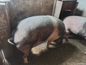 Vînd porc gras - imagine 2