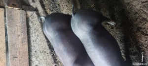 Purceii de vânzare  - imagine 3