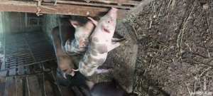 Purceii de vânzare  - imagine 2