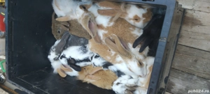 vand iepuri  - imagine 2