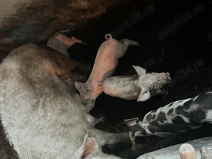 Porci de calitate superioară disponibili pentru vânzare!