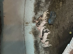 Porci de calitate superioară disponibili pentru vânzare! - imagine 2