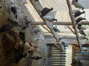 Porumbeii vuiajorii disponibili. 