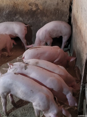 purcei de vânzare - imagine 3 purcei de vânzare - imagine 3