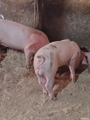 purcei de vânzare - imagine 4 purcei de vânzare - imagine 4