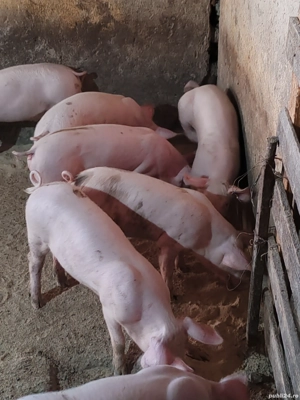 purcei de vânzare - imagine 5 purcei de vânzare - imagine 5