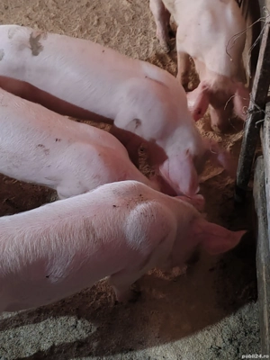 purcei de vânzare - imagine 2 purcei de vânzare - imagine 2