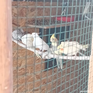 Vand nimfe - imagine 2