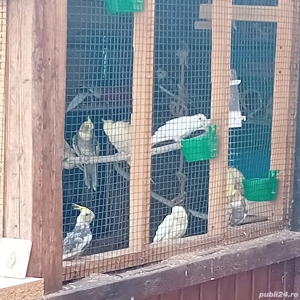 Vand nimfe - imagine 3