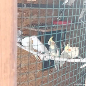 Vand nimfe - imagine 4