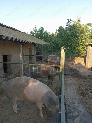 Vând 2 porci in jur la 150kg 