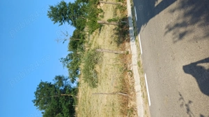 Teren pentru casă și livadă  - imagine 3