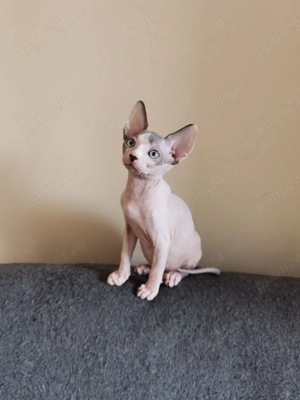 Pui Sphynx Sphinx Sfinx Canadian disponibil