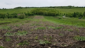 Vând 1200m teren intravilan și 1700m teren extravilan în Comuna Căianu, jud. Cluj - imagine 10