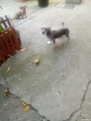 Catelusi jucăuși pt adopt - imagine 2