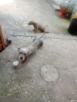 Catelusi jucăuși pt adopt - imagine 3