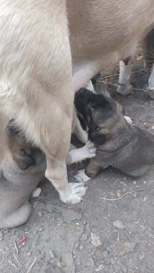 Vand pui ciobanesc Asia Centrală  - imagine 4