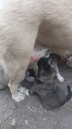 Vand pui ciobanesc Asia Centrală  - imagine 3