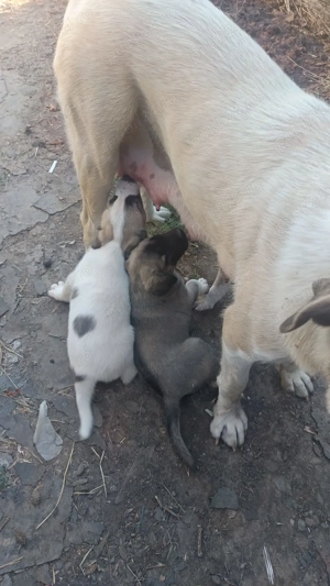 Vand pui ciobanesc Asia Centrală  - imagine 5