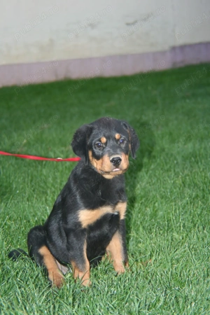 Vand 1 catelusa de rottweiler