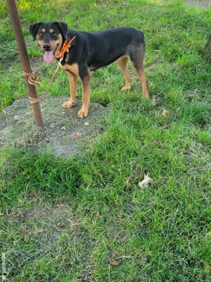 Cățea de vânătoare  - imagine 2