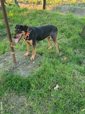 Cățea de vânătoare 