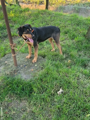 Cățea de vânătoare  - imagine 4