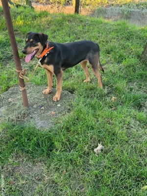 Cățea de vânătoare  - imagine 3