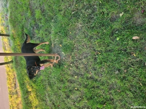 Cățea de vânătoare  - imagine 5