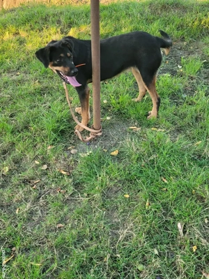 Cățea de vânătoare  - imagine 3