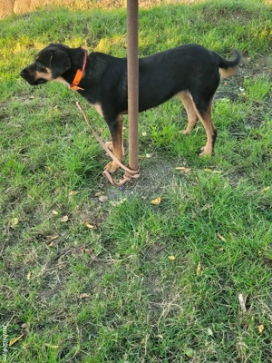 Cățea de vânătoare  - imagine 4