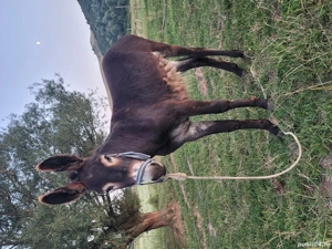 Măgar de vânzare  - imagine 3