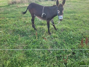 Măgar de vânzare  - imagine 5