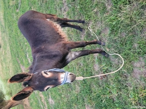 Măgar de vânzare  - imagine 4