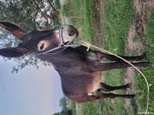 Măgar de vânzare  - imagine 2