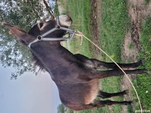 Măgar de vânzare 