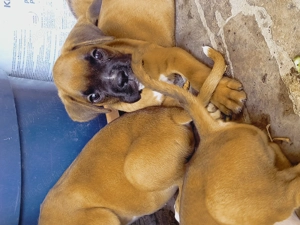 Boxer German juniori  - imagine 2